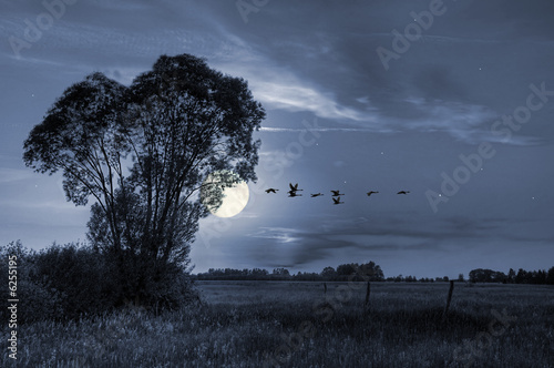 Fototapeta na wymiar Summer meadow in moonlight