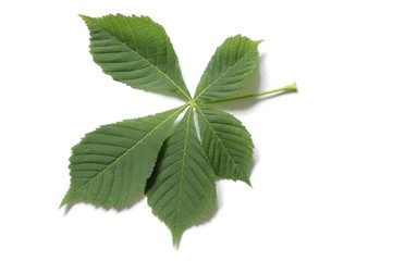 Wall Mural - leaf