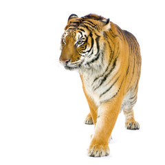 Tiger walking in front of a white background.