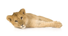 Lion Cub (6 Months)