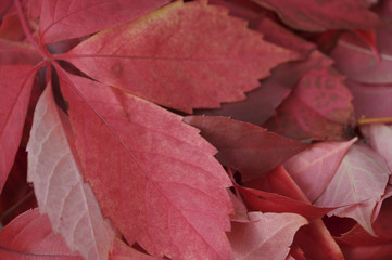 Red leaves