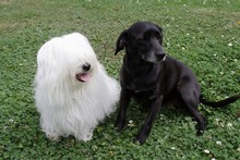 Uncommon Breed Of Dog Coton De Tulear And Black Dog