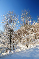 Wall Mural - Winter landscape of a sunny forest covered with snow