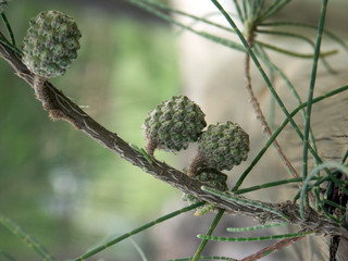 Wall Mural - casuarina équisetifolia