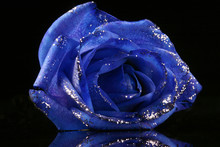 Sparkling Blue Rose On The Black Background