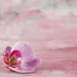 Orchidee auf rosarotem Hintergrund