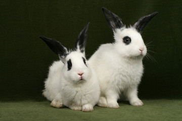 close up portrait of twin cute rabbits