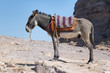 Petra in Jordan - the donkey