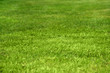Nice green grass texture form a soccer field
