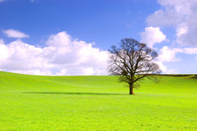 Lone Tree In Green Meadow With Blue Sky And Fluffy White Clouds.