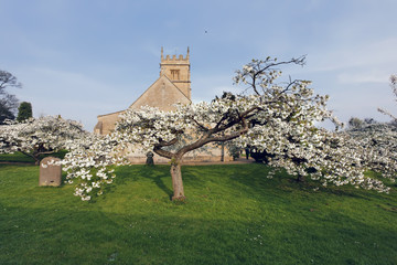 Sticker - Trees in blossom at overbury church worcestershire.