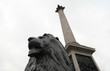 London, Stone lion and column of Nelson at Trafalgar Square