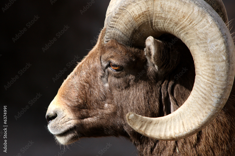 Side view of rocky mountain bighorn sheep Stock Photo | Adobe Stock