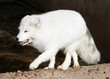 white arctic fox