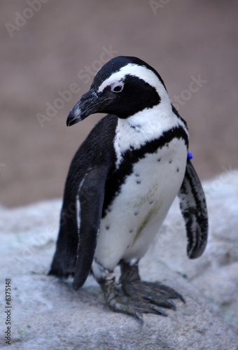 Small Penguin On A Rock Buy This Stock Photo And Explore Similar Images At Adobe Stock Adobe Stock