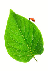 Wall Mural - Ladybug on a fresh green leaf over white background