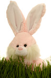 Fototapeta  - Easter bunny hiding in green grass, with a white background.