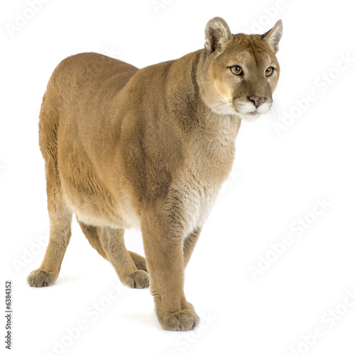 acheter un puma animal acheter un puma animal