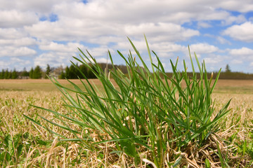 Wall Mural - First grass on a spring field