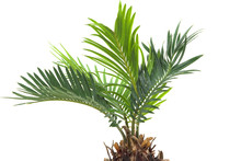 Real Dwarf Palm Tree 