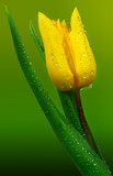 Fototapeta Tulipany - Tulpe mit Tautropfen