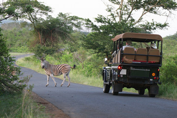 discovering the wildlife