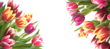 Floral Tulip Border Isolated On White