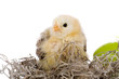 Leinwanddruck Bild - Cute little chicken sitting on a nest with easter egg