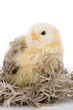 canvas print picture - Cute little two week old chicken looking slightly grumpy