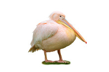 Isolated Pink Pelican On The Grass