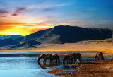 Fototapeta  - Herd of horses in mongolian wilderness