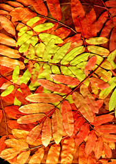 Wall Mural - bright leaves