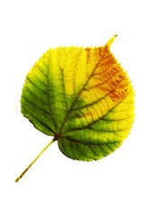 Wall Mural - Autumn leaf