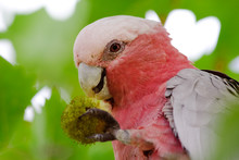 Native Australian Galah Parrot Feeding On Tree Seeds