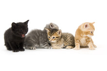 Four Kittens On A White Background