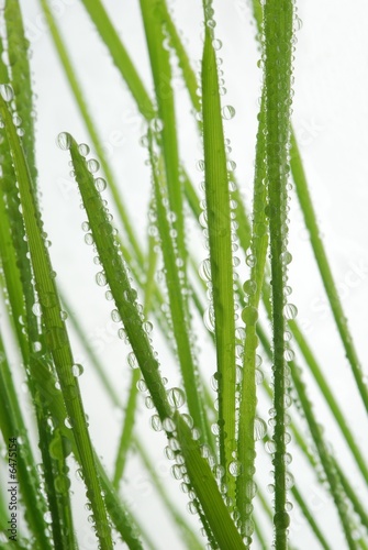 Fototapeta na wymiar Close-up of fresh green straws with water drops 