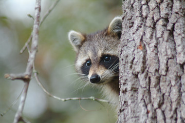 wild raccoon
