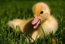 Little Duckling Sitting In The Grass
