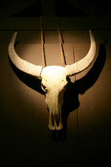 Wall Mural - Animal Skull - Night Safari, Singapore