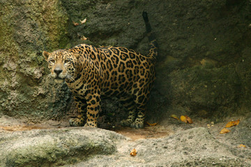 Wall Mural - Leopard in Natural Habitat