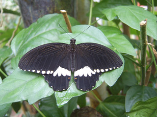 Schmetterling 2