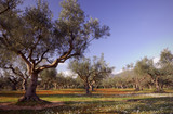 Fototapeta Zachód słońca - Olive tree field in Kalamata, Greece