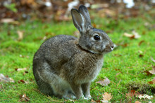 Wild Rabbit On Grass