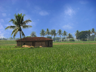 Farmhouse in Tropics