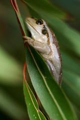Wall Mural - Western Green Tree Frog