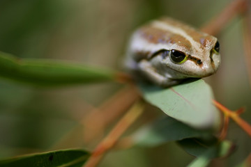 Wall Mural - Western Green Tree Frog