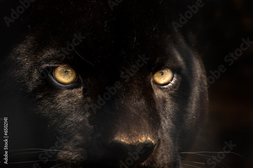 black panther Canvas