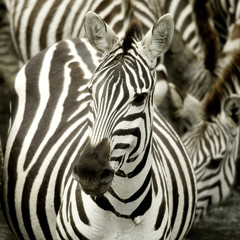 Poster - Herd of zebra at Masai mara Kenya