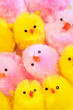 Cute little yellow and pink easter chicks