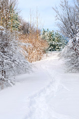 Wall Mural - Path in winter forest